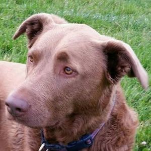 Meet your Posher, Ann